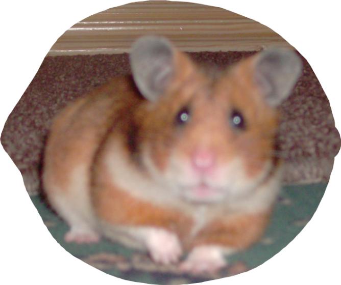 Reasons for keeping showing and breeding Hamsters